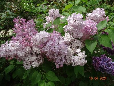 syringa Maiden’s Blush