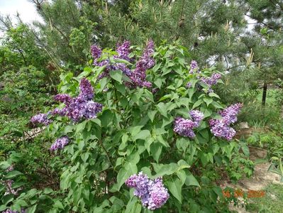 syringa Marechal Lannes