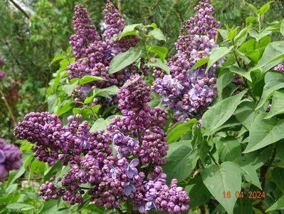 syringa Marechal Lannes