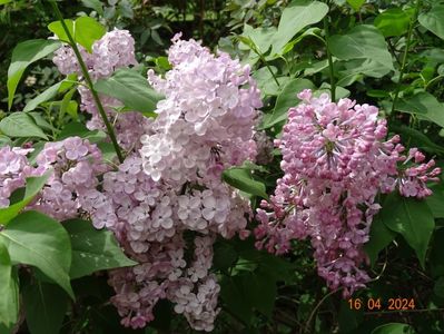 syringa Maiden’s Blush