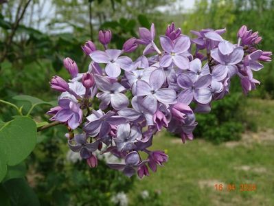 syringa Clarks Giant