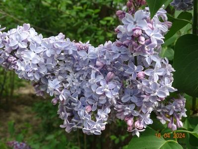 syringa Carpe Diem