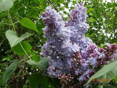 syringa Carpe Diem