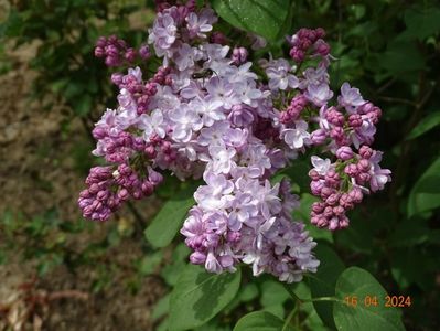 syringa Pavlinka