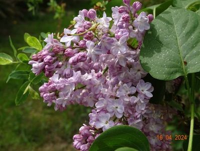 syringa Pavlinka