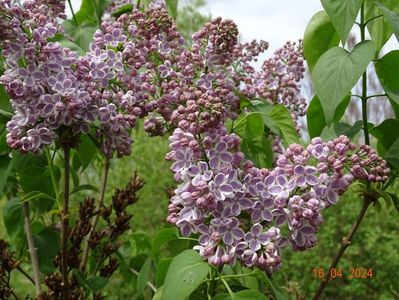 syringa Lila Wonder