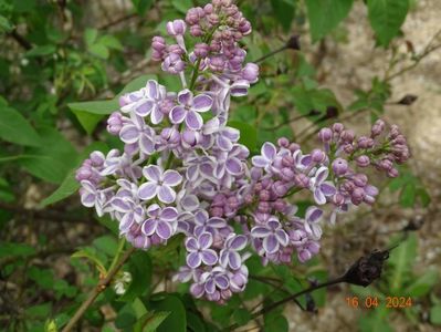 syringa Lila Wonder