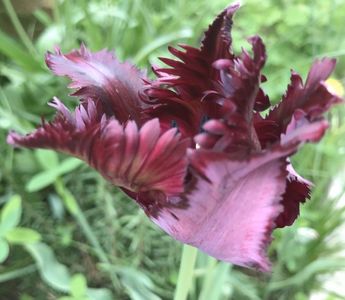 Tulip Black Parrot (2021, May 01)