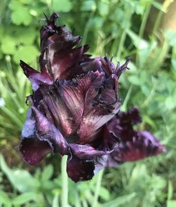 Tulip Black Parrot (2021, May 10)