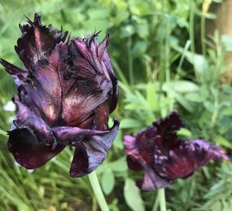 Tulip Black Parrot (2021, May 10)