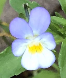 Field Pansy (2021, May 17)