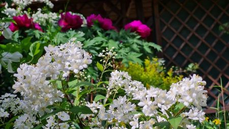 Deutzia Gracillis Nikko