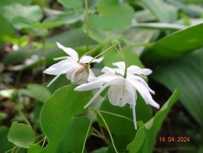 epimedium Yenomoto