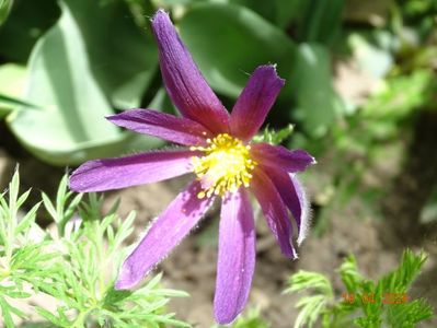 pulsatilla Prima Papagena