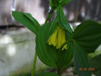 disporum flavum