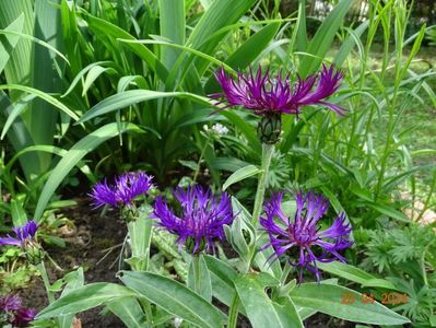 centaurea Amethyst Dream