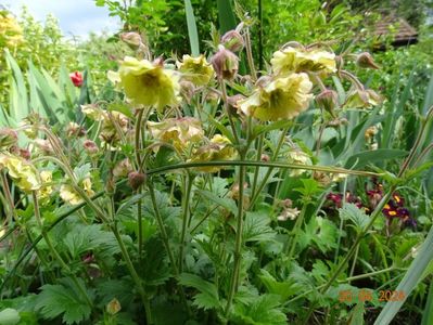 geum Petticoat Peach