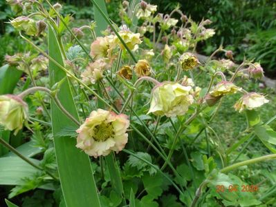 geum Petticoat Peach