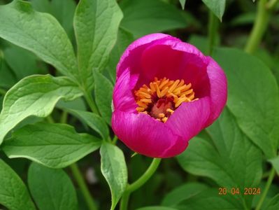 paeonia mollis