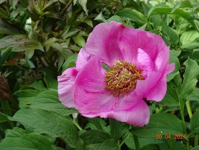 paeonia mollis