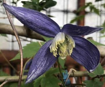 Clematis Pamela Jackman (2021, May 21)