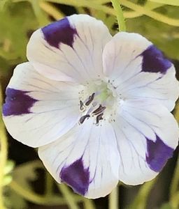 Fivespot_Nemophila (2021, June 10)