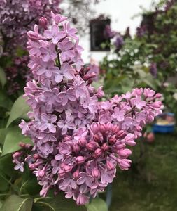 Lilac (2021, April 29)