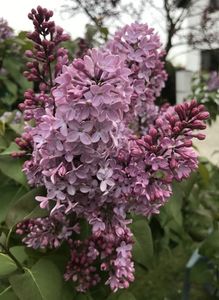 Lilac (2021, April 29)