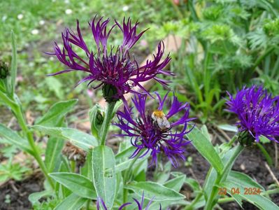 centaurea Amethyst Dream