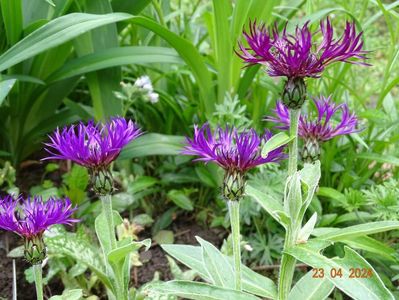 centaurea Amethyst Dream