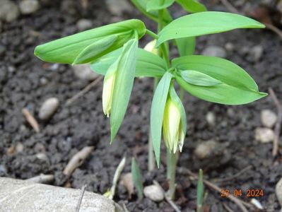 uvularia grandiflora