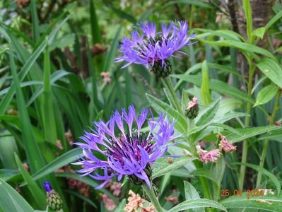 centaurea montana