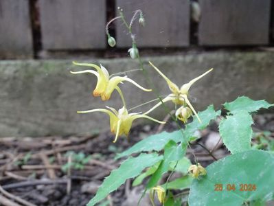 epimedium Amber Queen