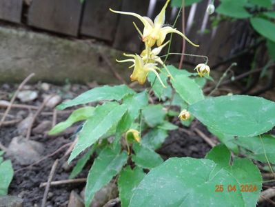 epimedium Amber Queen