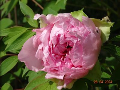 Duchesse de Morny