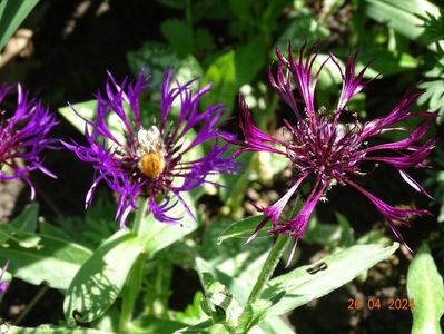 centaurea Amethyst Dream