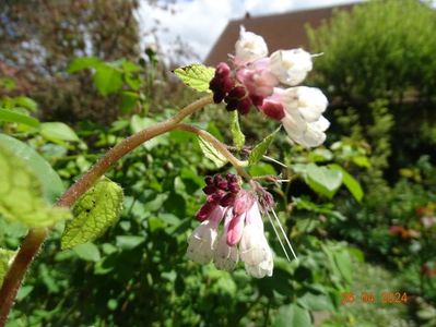 symphytum Hidcote Blue