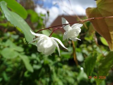 epimedium Niveum