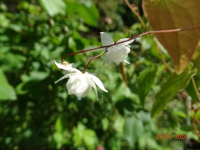 epimedium Niveum