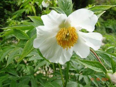 Early Windflower