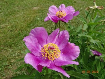 paeonia maximoweitschii