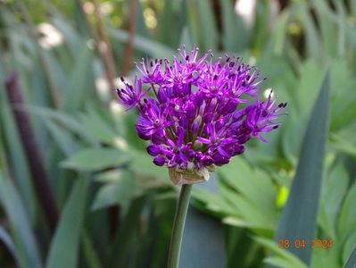 allium Millenium