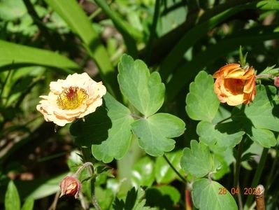 geum Mai Tai