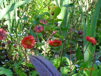 geum Flame of Passion