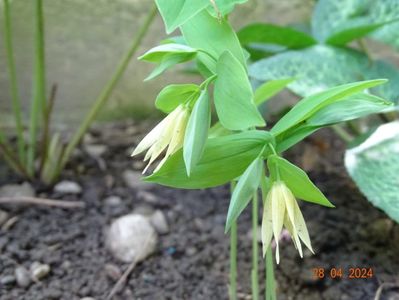 uvularia grandiflora