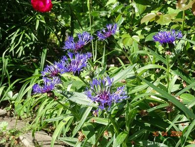 centaurea montana