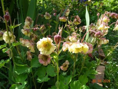 geum Petticoat Peach