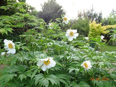 Early Windflower
