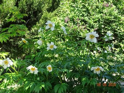 Early Windflower