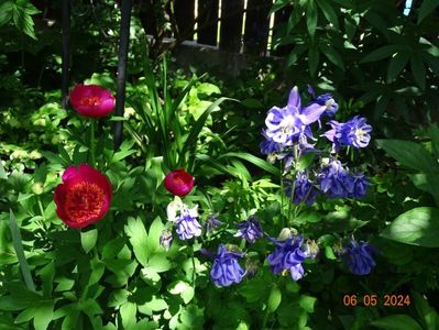 paeonia anemoniflora